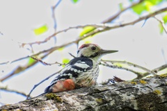 Dendrocopos leucotos