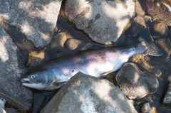 Oncorhynchus gorbuscha