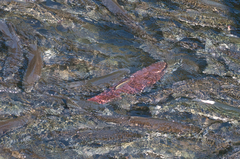 Oncorhynchus nerka