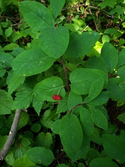 Lonicera utahensis
