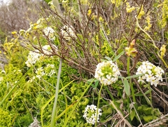 Glandularia sulphurea