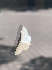 Scopula umbilicata