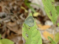 Celastrina neglecta