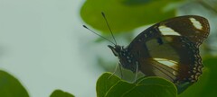 Hypolimnas misippus