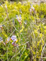 Monnina philippiana