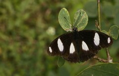 Hypolimnas misippus
