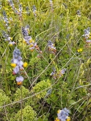 Monnina philippiana