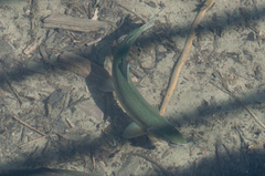 Oncorhynchus gorbuscha