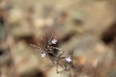 Epilobium minutum
