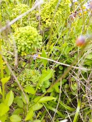 Monnina philippiana