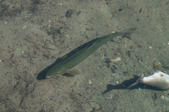Oncorhynchus gorbuscha