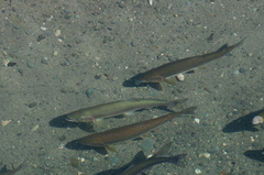 Oncorhynchus gorbuscha