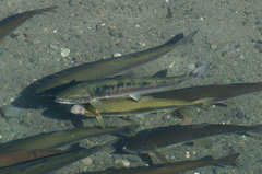 Oncorhynchus gorbuscha