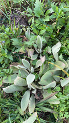 Stachys byzantina