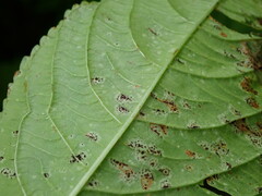 Puccinia komarovii