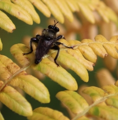 Laphria