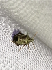 Picromerus bidens