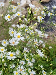 Symphyotrichum pilosum
