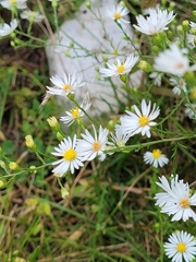Symphyotrichum pilosum