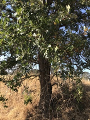 Quercus lobata