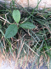 Eriobotrya japonica