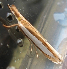 Crambus leachellus