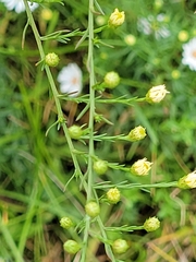 Symphyotrichum pilosum