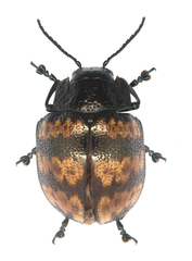 Platyphora rubropunctata