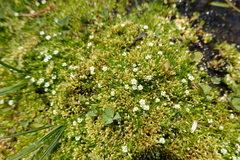 Sagina saginoides