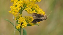 Lacinipolia meditata