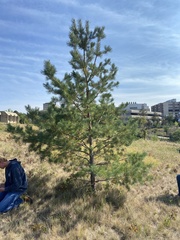 Pinus sylvestris