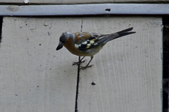 Fringilla coelebs