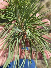 Pinus sylvestris