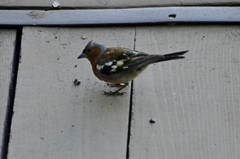 Fringilla coelebs