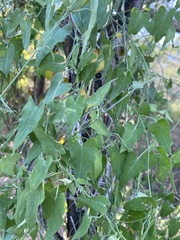 Funastrum cynanchoides