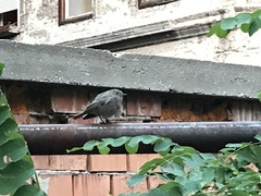 Phoenicurus ochruros