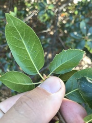 Quercus wislizeni