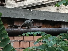 Phoenicurus ochruros