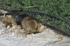 Microtus