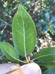 Quercus wislizeni