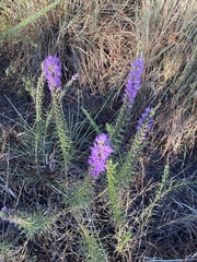 Liatris punctata