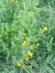 Pulicaria dysenterica