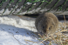 Microtus