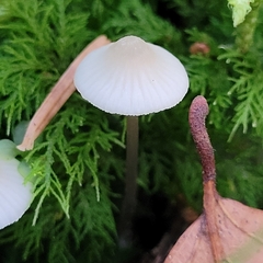 Mycena galopus