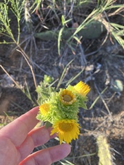Grindelia ciliata