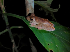 Rhacophorus pardalis