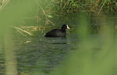 Fulica atra atra