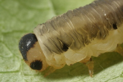 Macrophya alboannulata