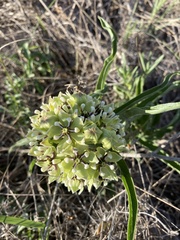 Asclepias asperula
