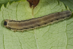 Macrophya alboannulata